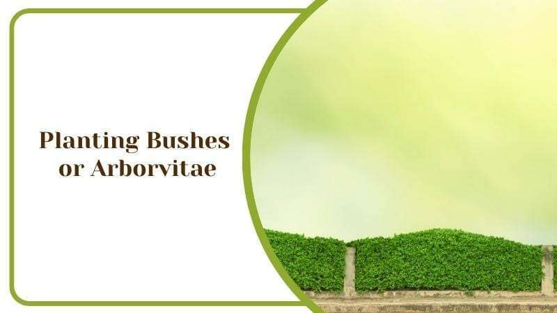 Planting Bushes or Arborvitae