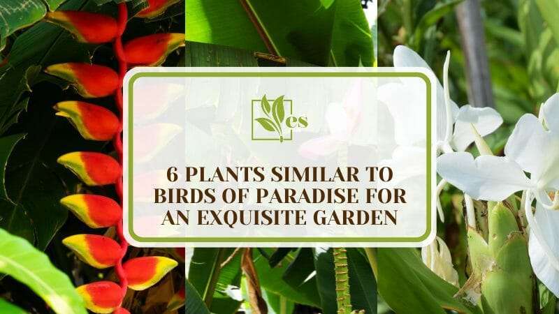 Plants Similar to Birds of Paradise