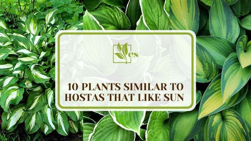 Plants Similar to Hostas That Like Sun 
