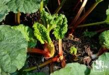 Plants That Look Like Rhubarb