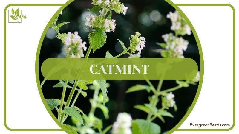 Plants similar to lavender Catmint