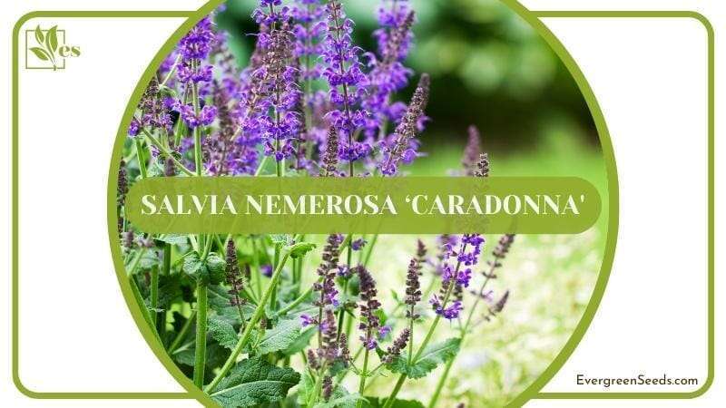 Plants similar to lavender Salvia Nemerosa ‘Caradonna
