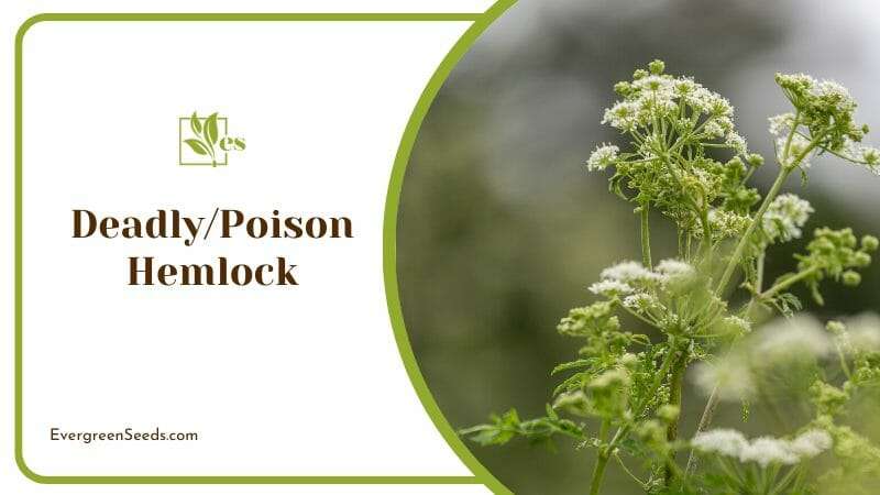 Poison Hemlock Conium Maculatum Wild Hemlock Extremely Poisonous