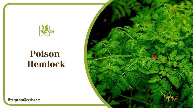 Poison Hemlock Plant Rhubarb Similarities