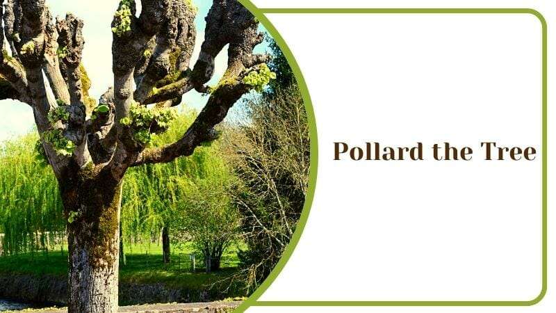 Pollard the Tree
