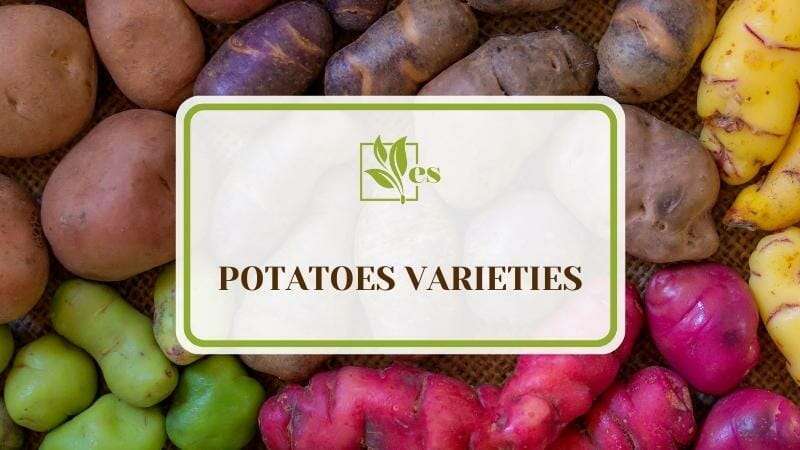 Potatoes Varieties
