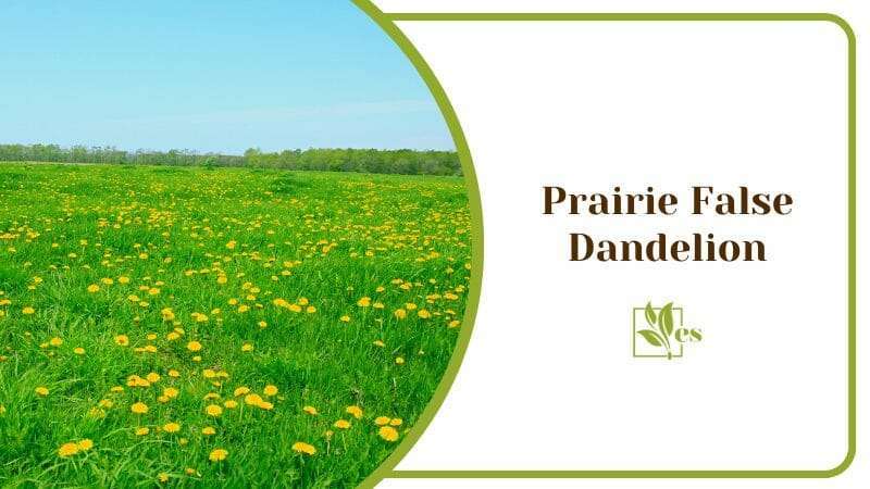 Prairie False Dandelion Nothocalais Cuspidata