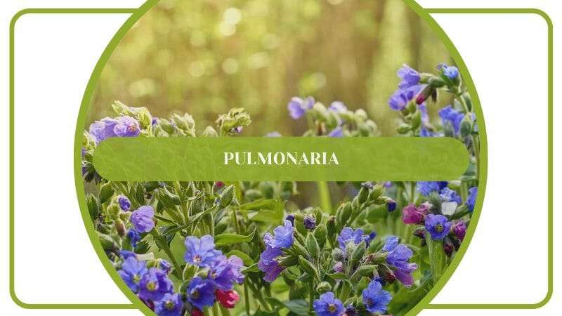 Pulmonaria Lungworts Plant