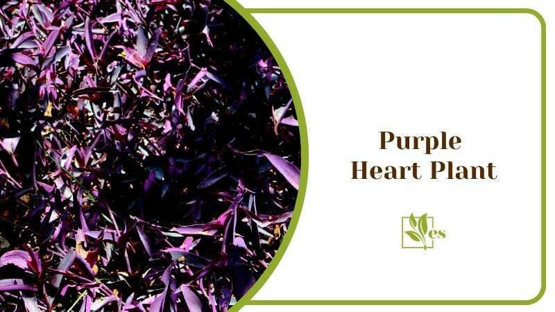 Purple Heart Plant Amazonian Flower and Purple Stem Branches