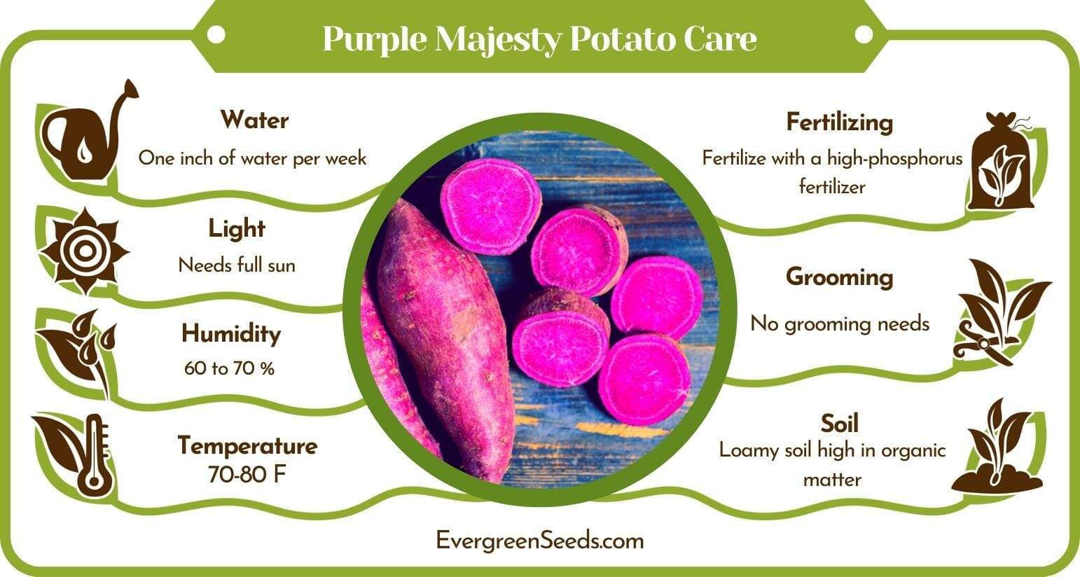 Purple Majesty Potato Care Infographic