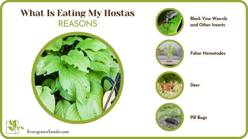 Reasons Insects Eating My Hostas