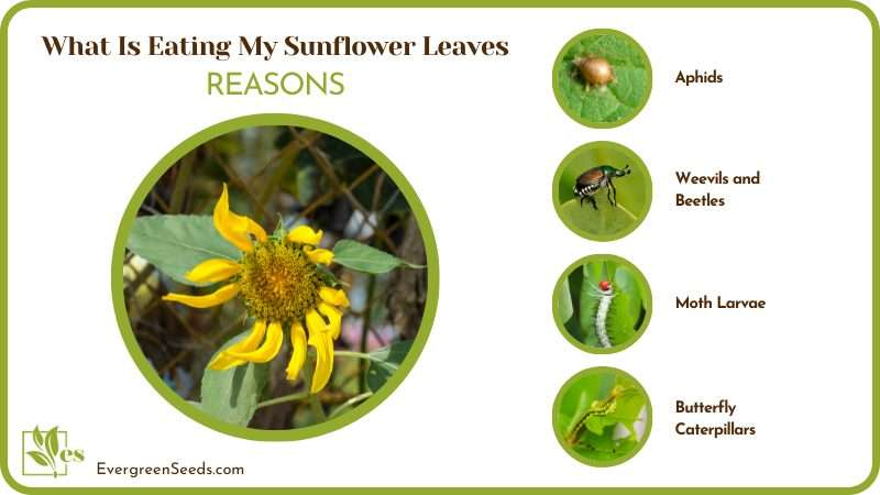 Reasons Sunflowers Die Insects Eating Leaves