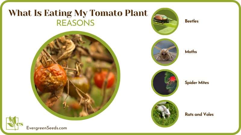 Reasons What Is Eating My Tomato Plants
