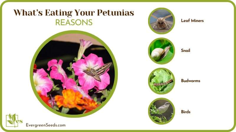 Reasons for What Is Eating Your Perunias