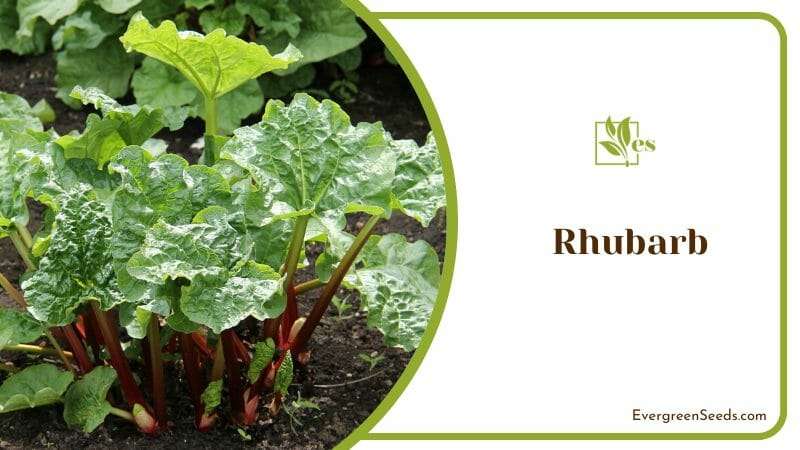 Rhubarb Plant in a Garden