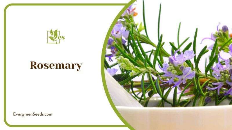 Rosemary Mediterranean Native Perennial Shrub Rosemary