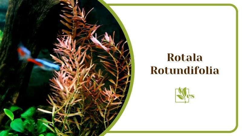 Rotala Rotundifolia Aquarium Plants With Aerial Roots