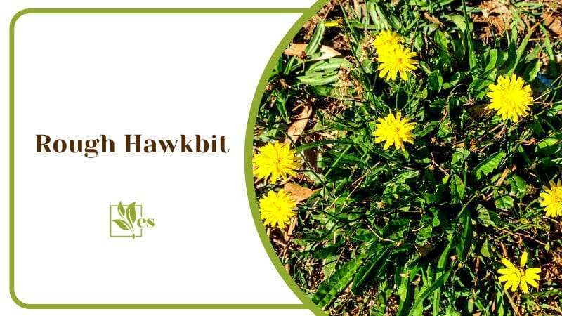 Rough Hawkbit Leontodon hispidus Family of Flowers and Plants