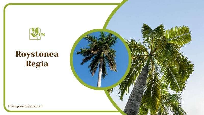 Roystonea Regia Palm Tree Similarities