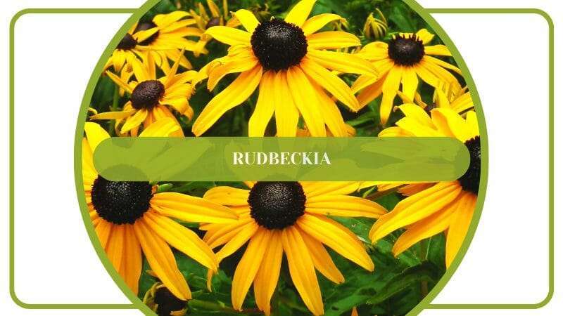 Rudbeckia Radiant Yellow Petals
