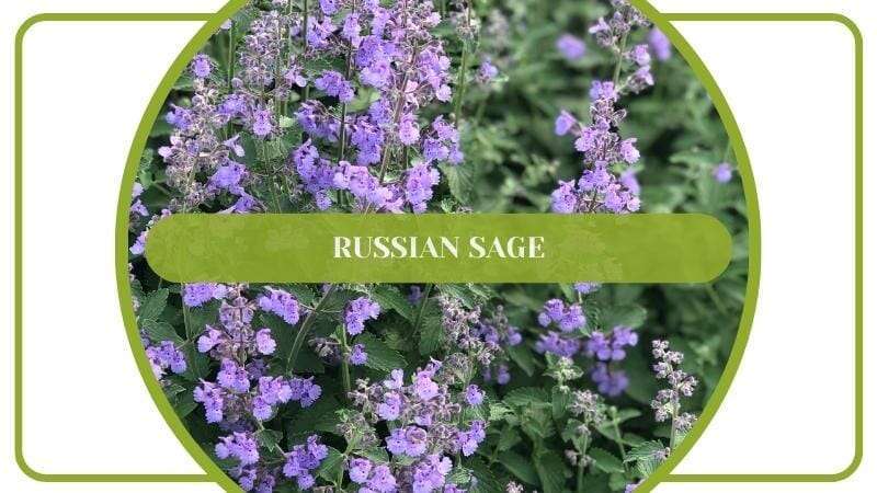 Russian Sage Flowering Plant