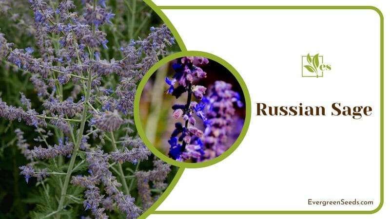 Russian Sage Perennial Plant That Look Like Rosemary