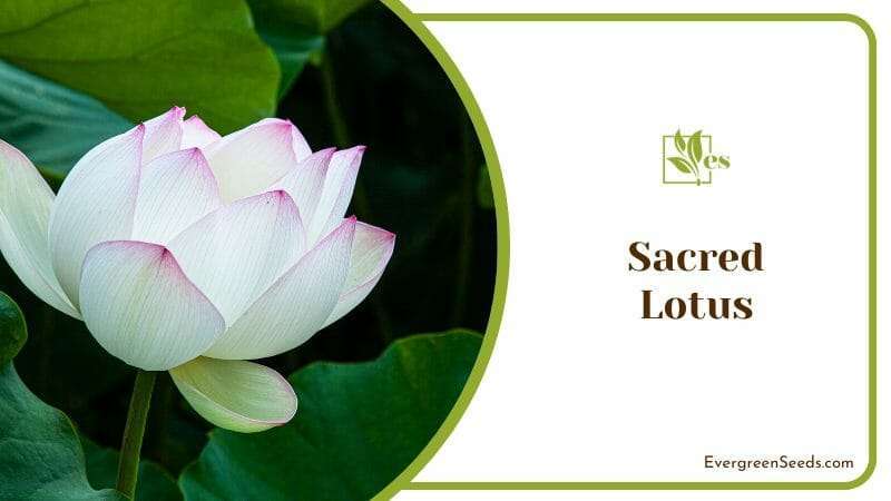 Sacred Lotus Flower
