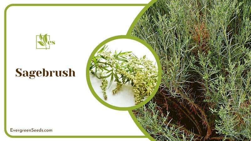 Sagebrush Fragrant Bush That Looks Like Rosemary Plant with Yellow Flower