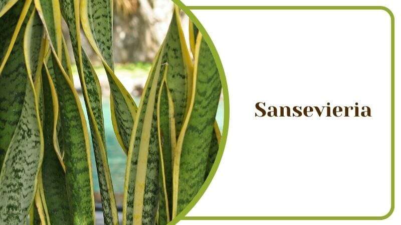Sansevieria Plant