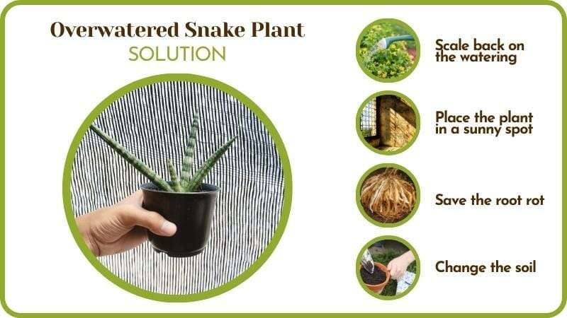 Saving Overwatered Snake Plant