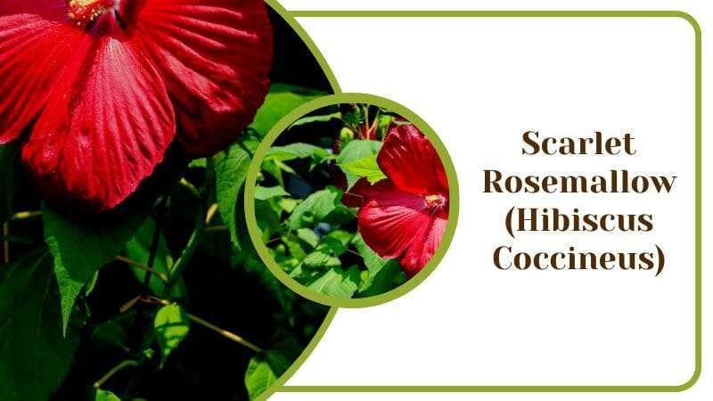 Scarlet Rosemallow Hibiscus Coccineus Cannabis Looking Leaf for House Garden