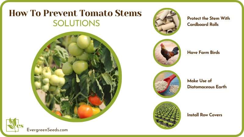 Solutions How To Prevent Tomato Stems