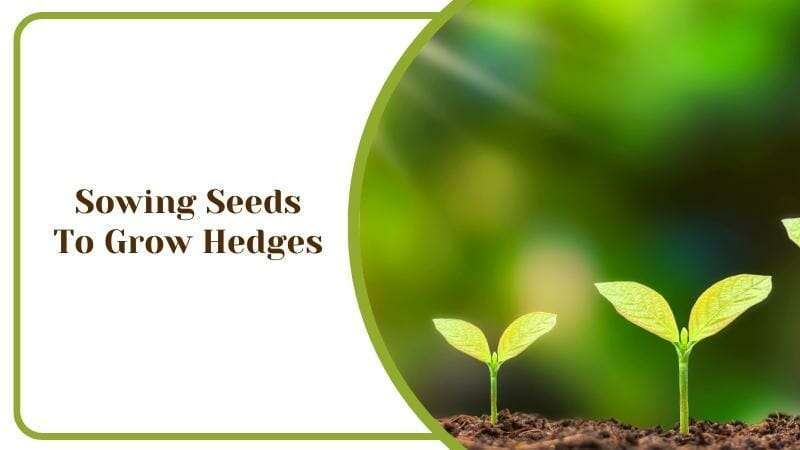 Sowing Seeds To Grow Hedges