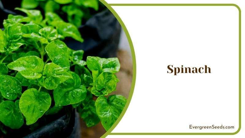 Spinach Yarrow Companion Plants Green Leaves Healthy Food
