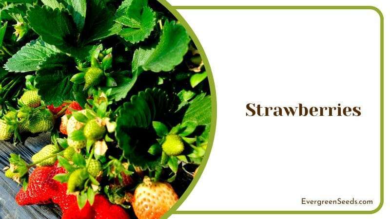 Strawberries plant Yarrow Companion Plants For Your Green Garden