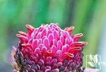 Striking Beauty of Torch Ginger Flowers