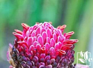 Striking Beauty of Torch Ginger Flowers