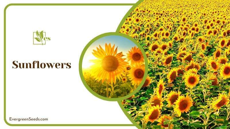Sunflowers Field Under Sun