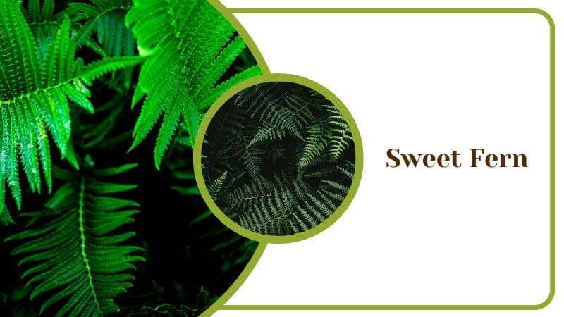 Sweet Fern Comptonia peregrina Plant and Flowers Outdoors Growth