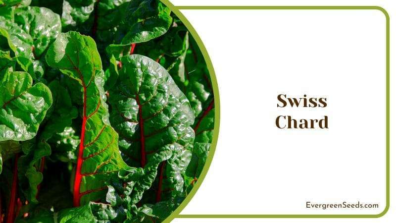 Swiss Chard Potassium Filled Plant Garden Herb