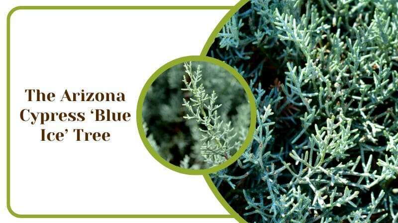 The Arizona Cypress Blue Ice Tree Mexican Origin