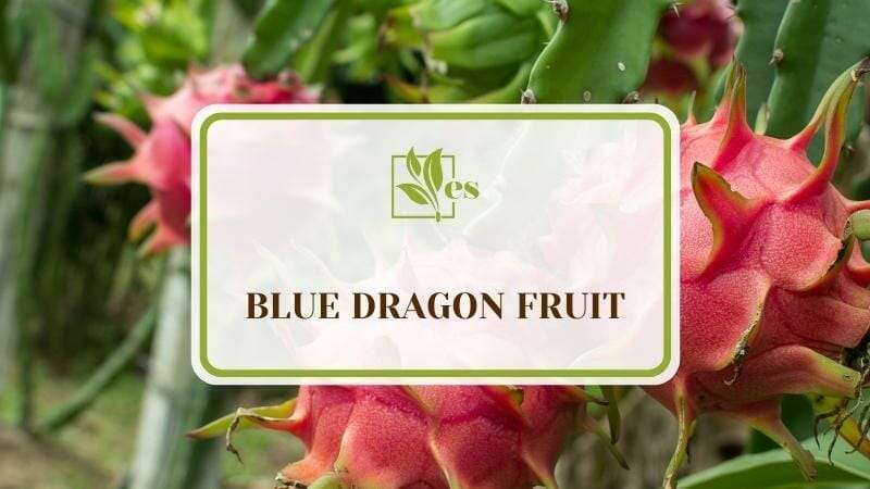 The Blue Dragon Fruit