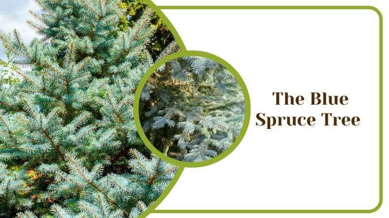 The Blue Popular Spruce Colorado Tree