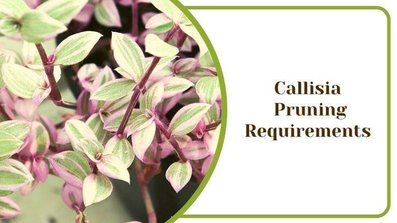 The Callisia repens Bianca variegata Pruning Requirements