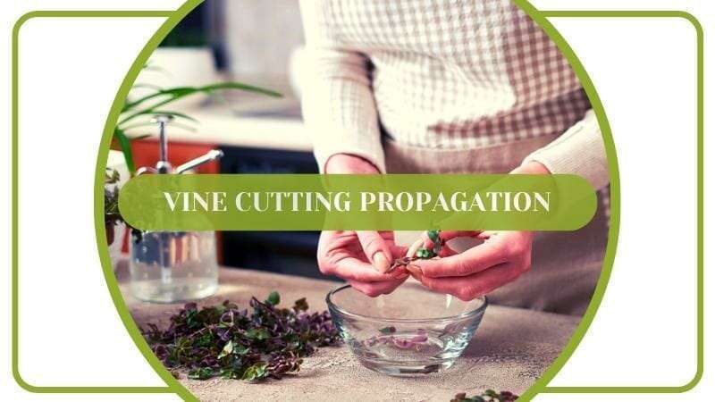 The Callisia repens Bianca variegata Vine Cutting Propagation