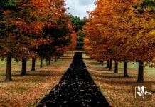 The Complete List of Best Trees for Driveway