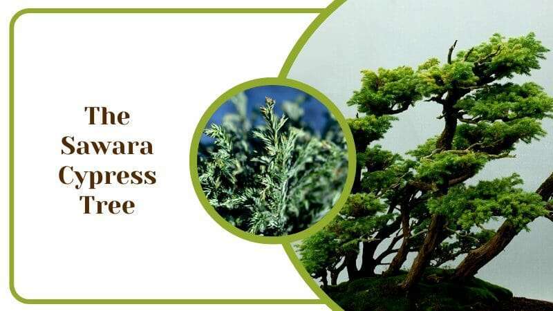 The Sawara Cypress Tree Boulevard Trees Family