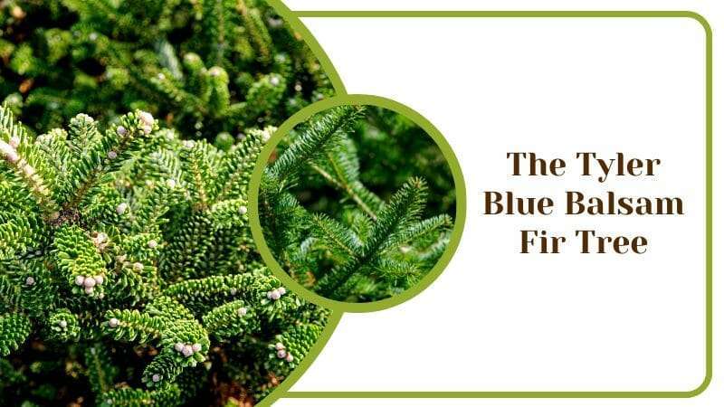 The Tyler Blue Balsam Fir Tree Abies Evergreen Trees