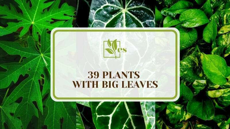 Thirty Nine Plants with Big Leaves