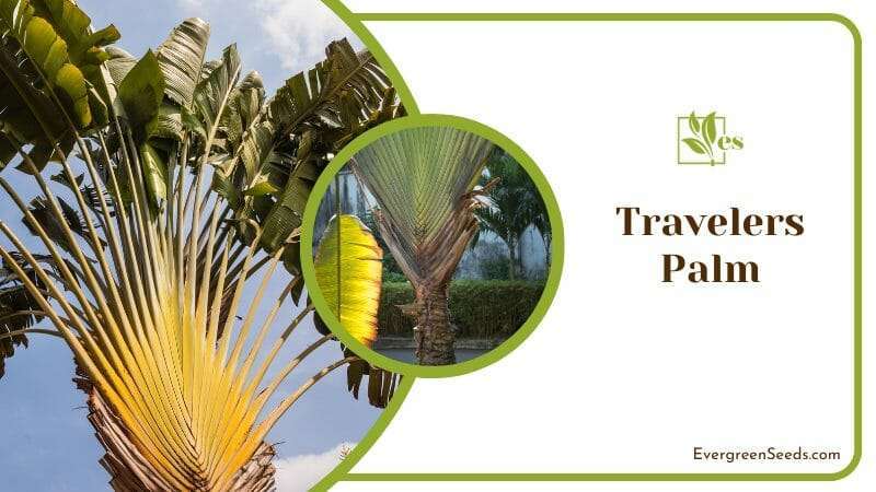 Travelers Palm Similar to Palm Tree